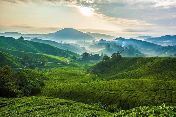 טאנה ראטה Ou Inn Cameron Highlands ,Ferm Nyonya Restaurant מראה חיצוני תמונה